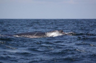  whale encounters 